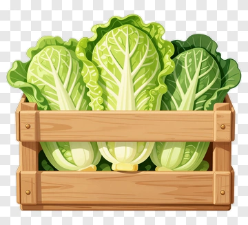 Fresh Cabbage In A Wooden Crate PNG