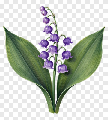 Purple Lily Of The Valley With Green Leaves PNG