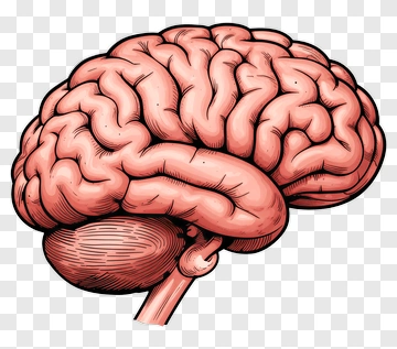 Illustration Of A Human Brain PNG