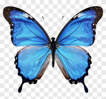 Blue Butterfly PNG