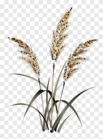 Grass With Tall Wheat Stalks PNG