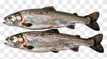 Rainbow Trout Fish PNG
