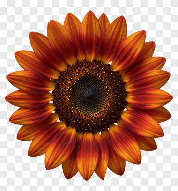 Colorful Sunflower PNG