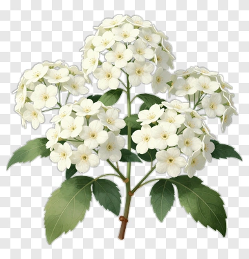White Flower Bouquet PNG