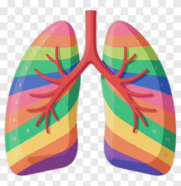 Colorful Anatomical Lungs Illustration PNG