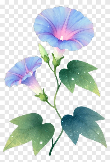 Colorful Morning Glory Flower PNG