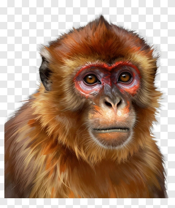 Realistic Monkey Portrait PNG