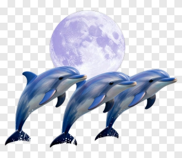 Three Dolphins Swimming Under The Moon PNG