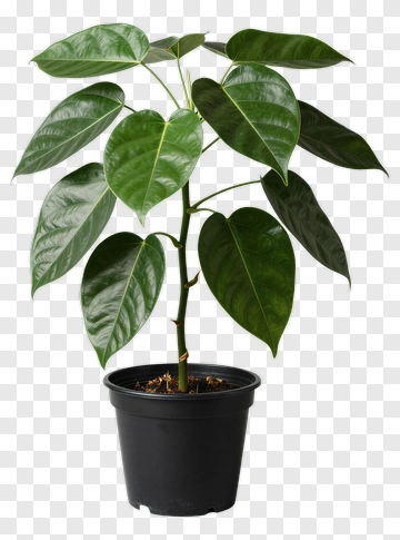 Green Potted Plant PNG
