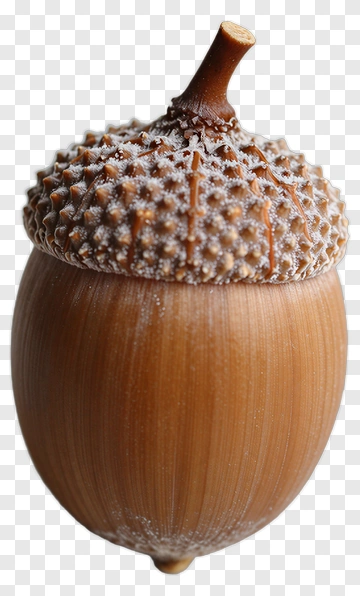 Acorn With Cap PNG