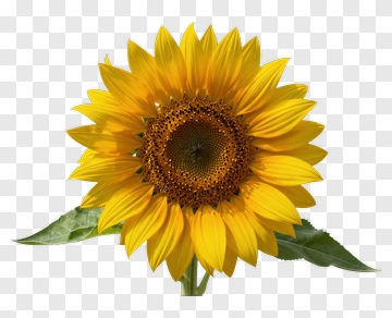 Sunflower PNG