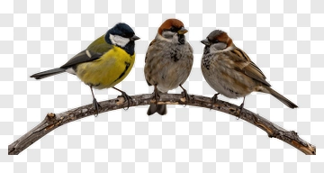 Three Birds Sitting On A Branch PNG