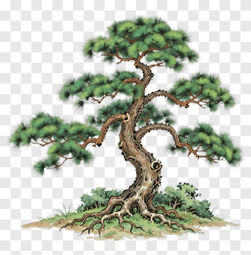 Pine Tree With Detailed Roots PNG
