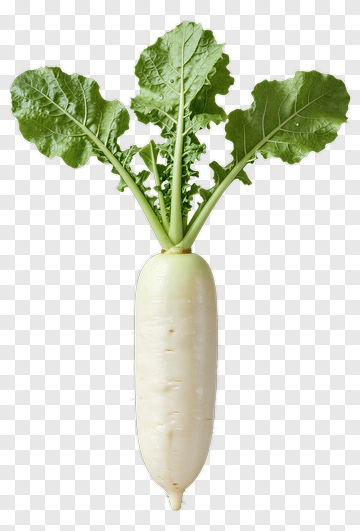 White Radish With Green Leaves PNG