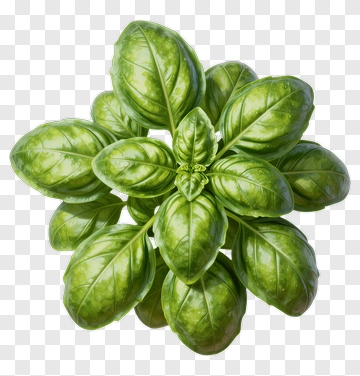 Fresh Basil Plant PNG