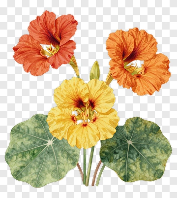 Colorful Nasturtium Flowers PNG