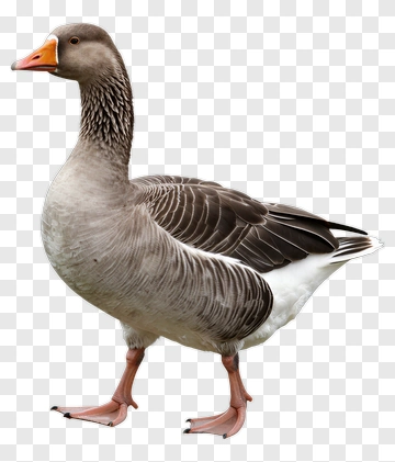 Goose Standing On Ground PNG