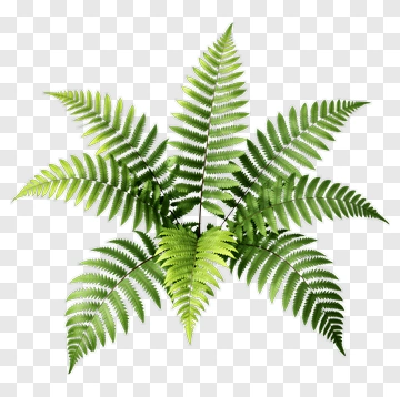 Green Fern Plant PNG