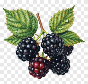Realistic Blackberries With Leaves PNG