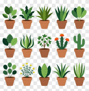 Collection Of Potted Plants PNG