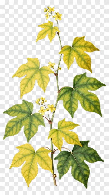 Maple Leaves With Yellow Flowers PNG
