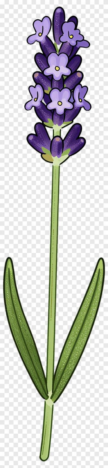 Lavender Flower With Green Leaves PNG