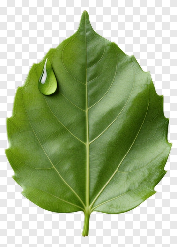 Green Leaf With Water Droplet PNG
