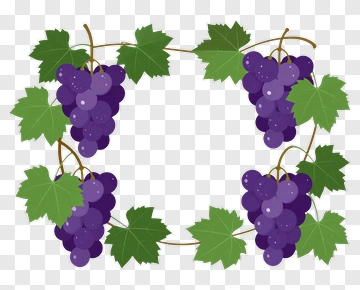 Grape Vine Frame PNG