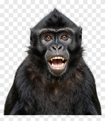 Gorilla Showing Teeth PNG
