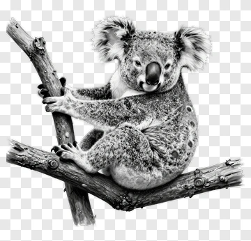 Koala Sitting On A Tree Branch PNG