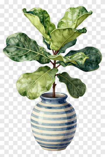 Fiddle Leaf Fig Plant In Striped Pot PNG