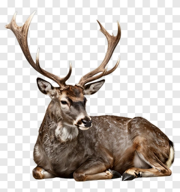 Realistic Deer Lying Down PNG