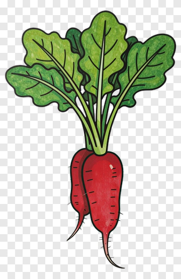 Colorful Radish With Green Leaves PNG