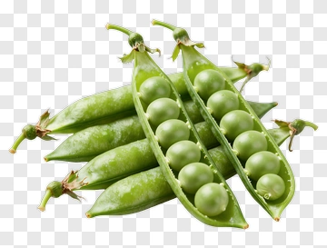 Fresh Green Peas In Pods PNG