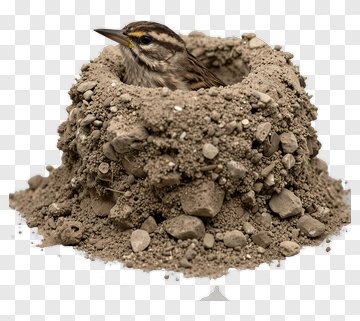 Bird Nesting In A Dirt Mound PNG