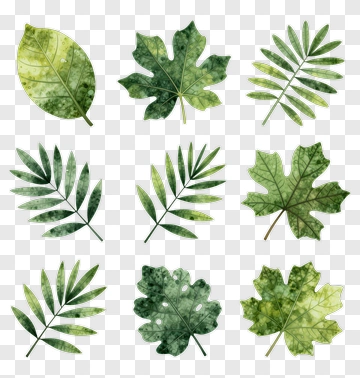 Watercolor Leaves Collection PNG