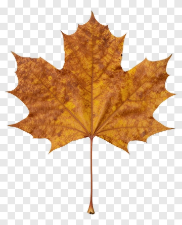 Brown Maple Leaf PNG