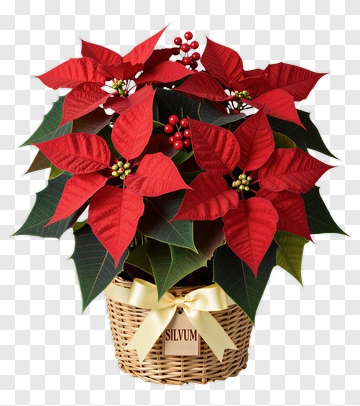 Poinsettia Plant In A Woven Basket PNG