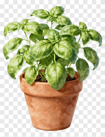 Basil Plant In A Terracotta Pot PNG