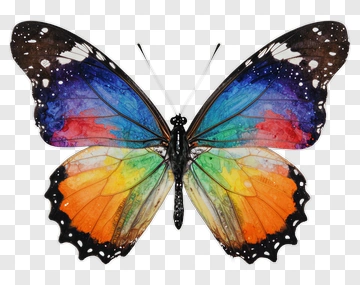 Colorful Butterfly With Vibrant Wings PNG