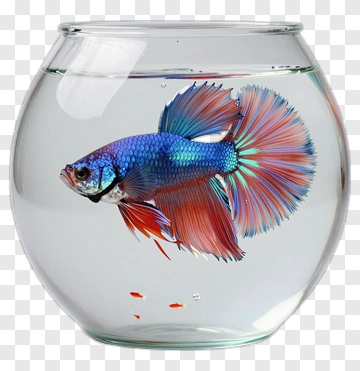 Colorful Betta Fish In A Fish Bowl PNG