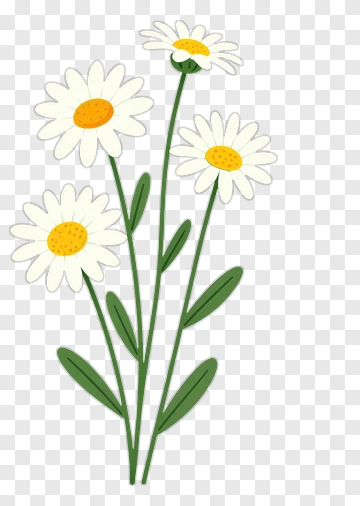 Daisy Flower Bouquet PNG