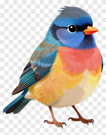 Colorful Bird PNG