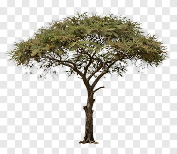 Tree PNG