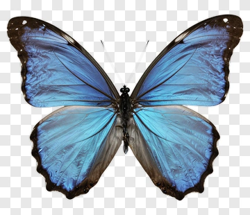 Blue Butterfly PNG