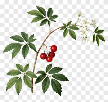 Red Berries And White Flowers On A Green Vine PNG