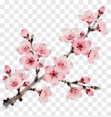 Watercolor Cherry Blossom Branch PNG