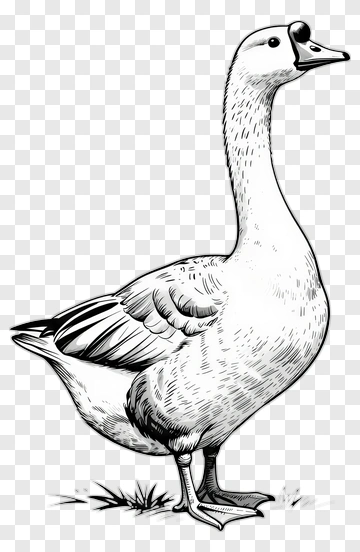 Illustration Of A Goose PNG