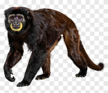 Realistic Monkey Walking PNG
