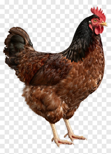 Brown Chicken PNG